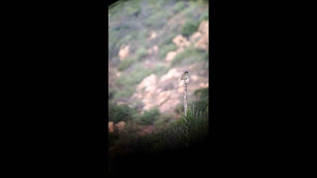 Rufous-crowned Sparrow - ML635610616