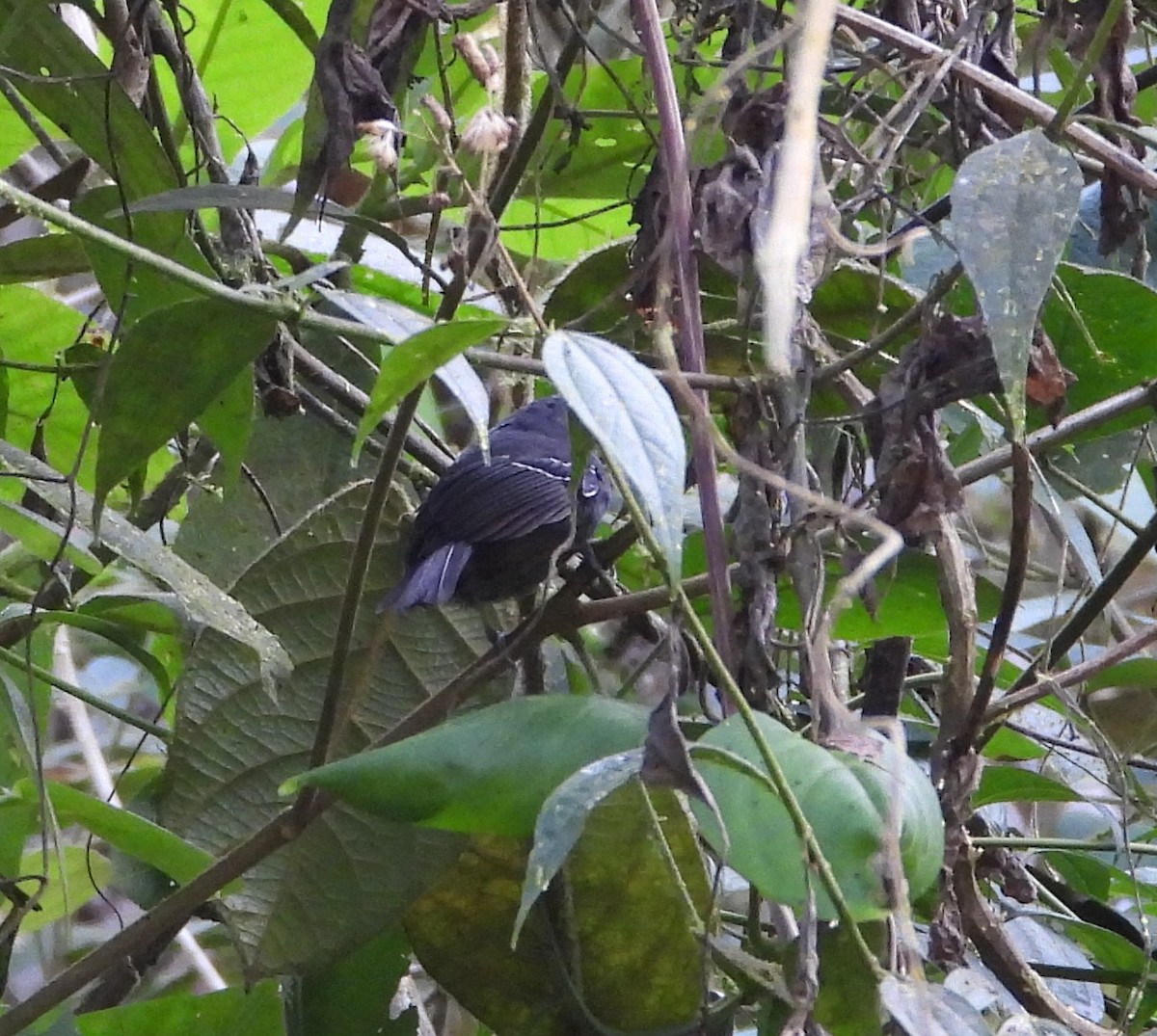 Parker's Antbird - ML635610737
