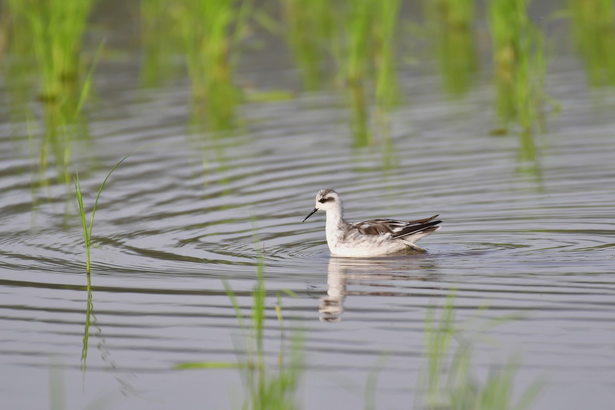 Red-necked Phalarope - ML635610767