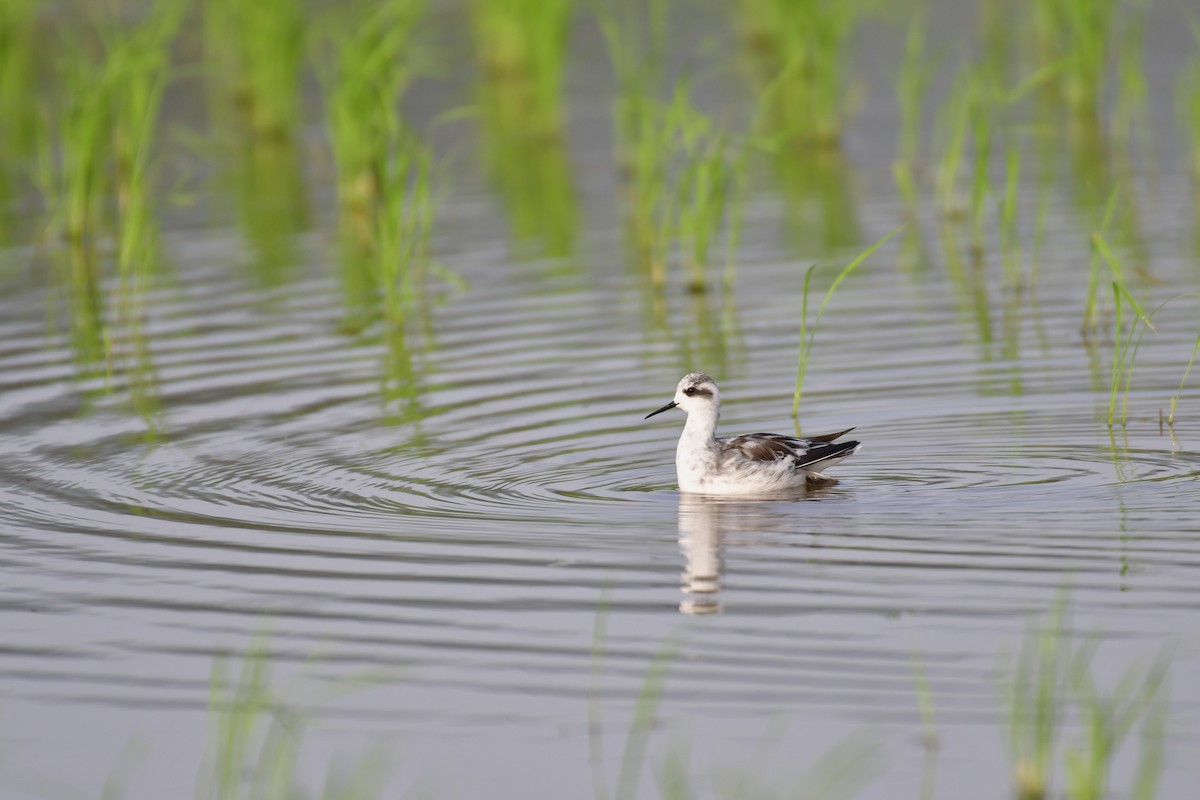 Red-necked Phalarope - ML635610768