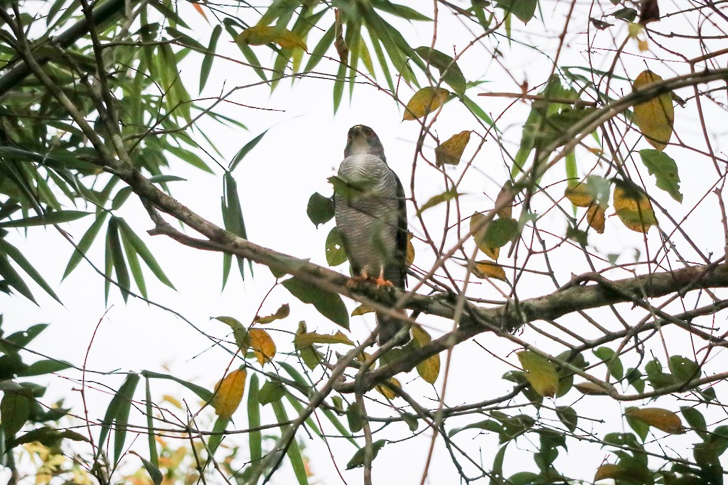 Tiny Hawk - ML635610855