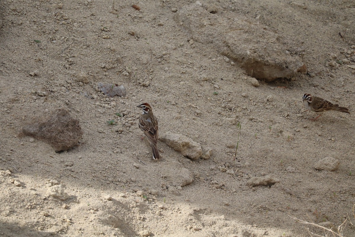 strnádka travní - ML635610871