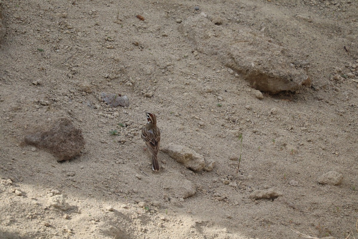 strnádka travní - ML635610872