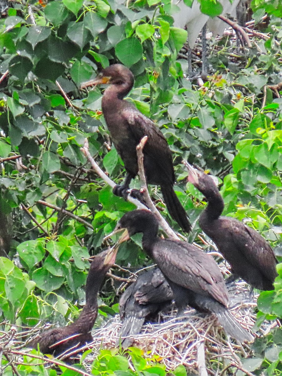 Cormoran à aigrettes ou C. vigua - ML635610884