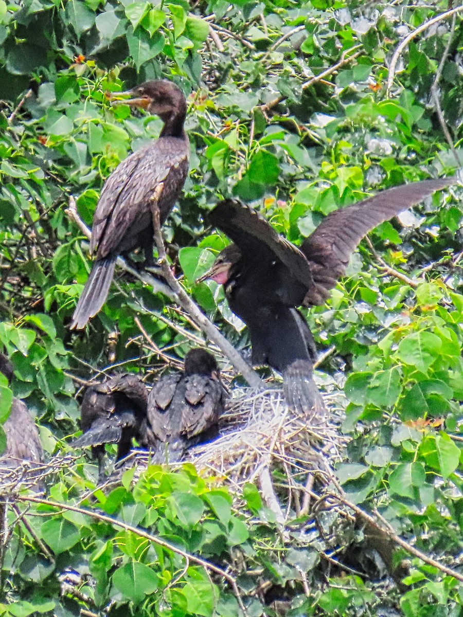 Cormoran à aigrettes ou C. vigua - ML635610902
