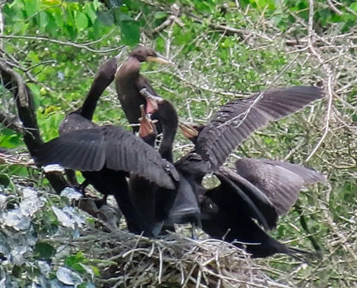 Cormoran à aigrettes ou C. vigua - ML635610917
