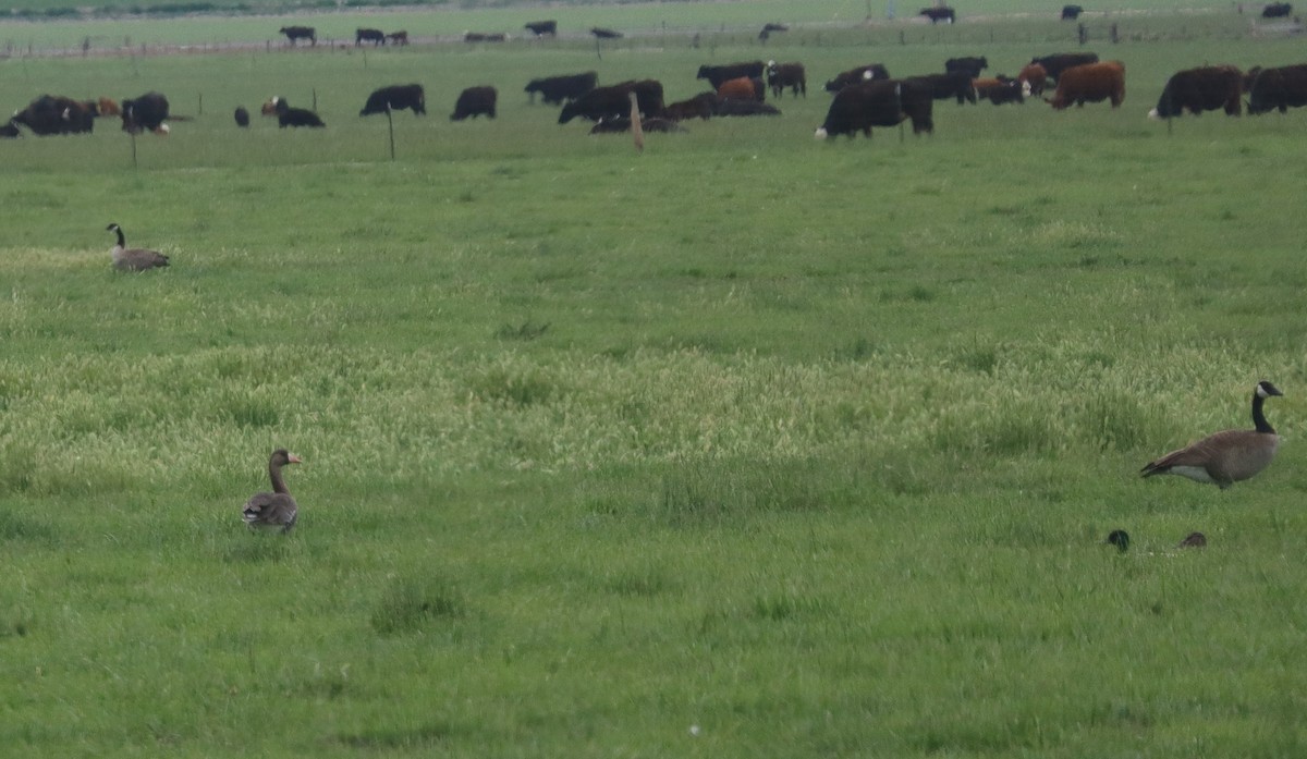 husa běločelá - ML635611321