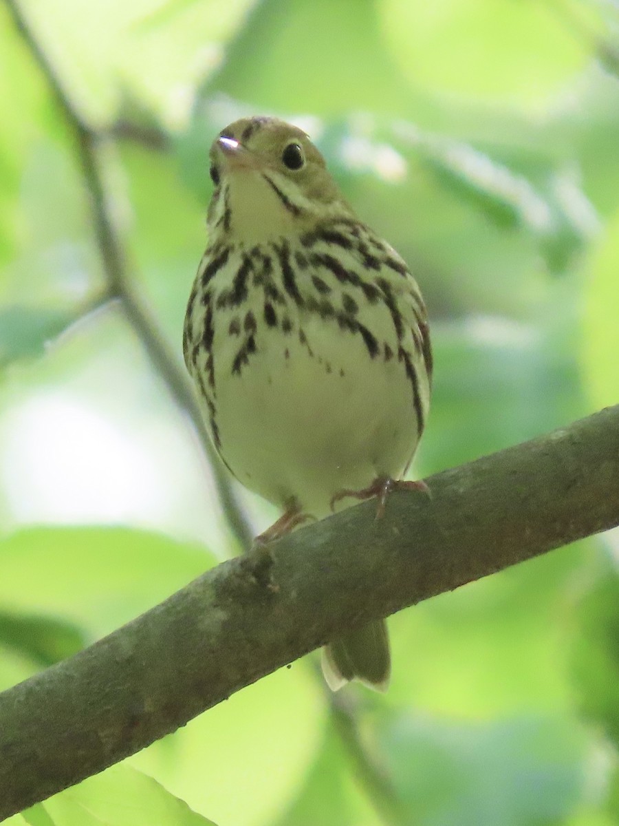 Ovenbird - ML635611343
