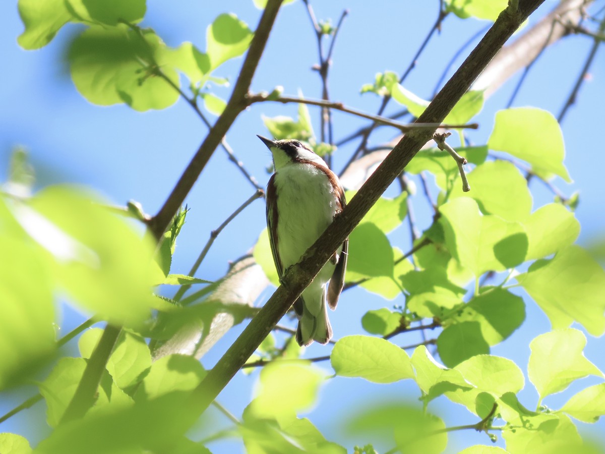 Chestnut-sided Warbler - ML635611364