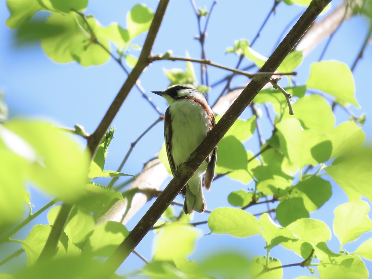 Chestnut-sided Warbler - ML635611366