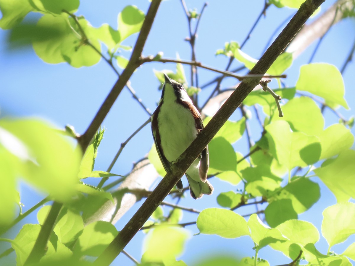 Chestnut-sided Warbler - ML635611367