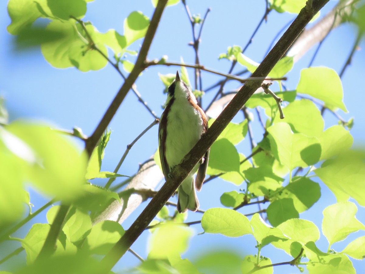 Chestnut-sided Warbler - ML635611368