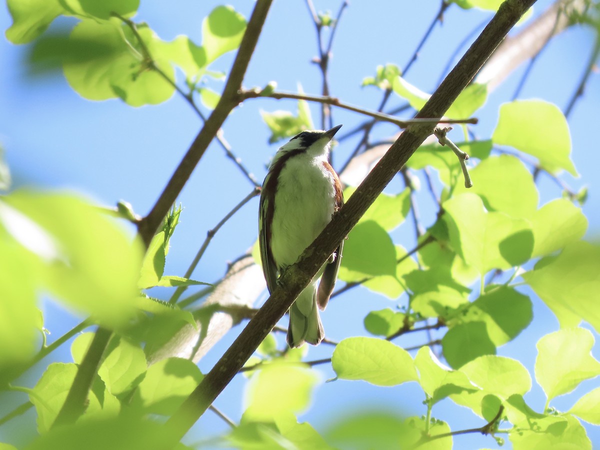 Chestnut-sided Warbler - ML635611369