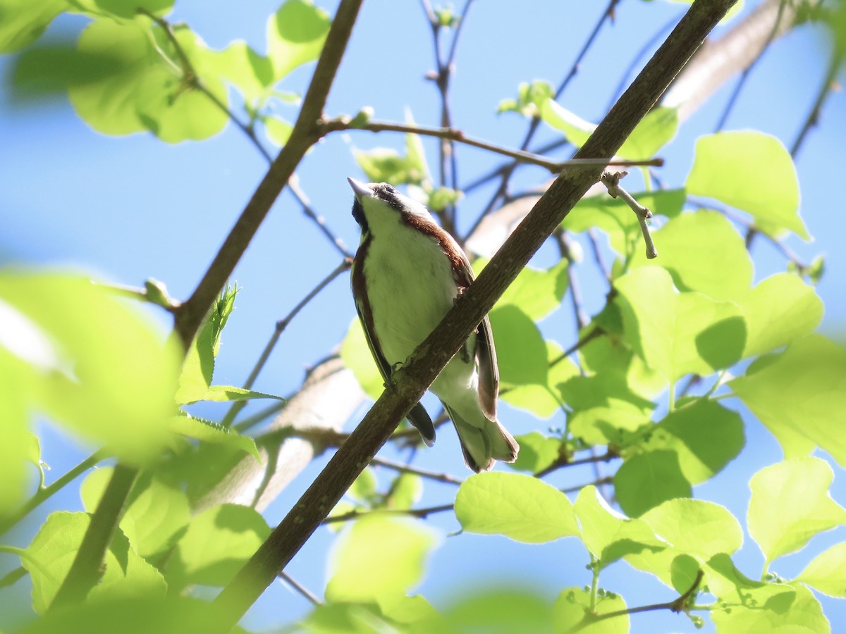 Chestnut-sided Warbler - ML635611370