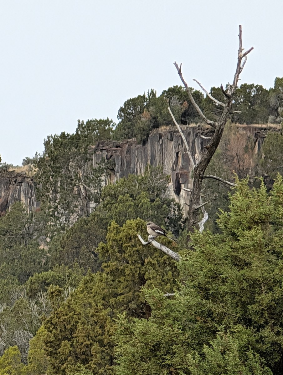 Northern Mockingbird - ML635611373