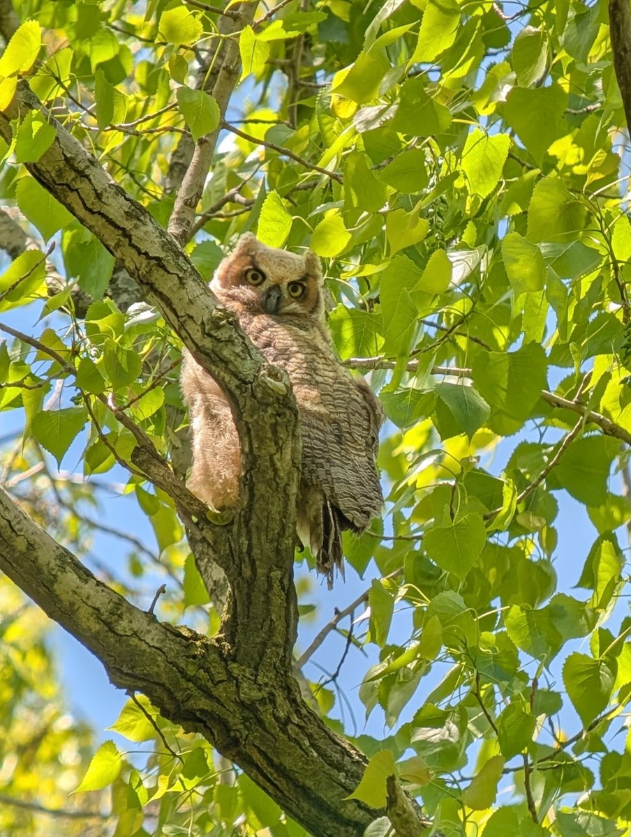 výr virginský - ML635611394