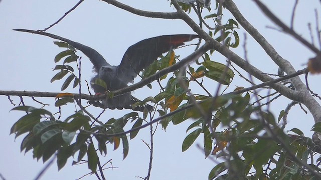 Plumbeous Kite - ML635611403