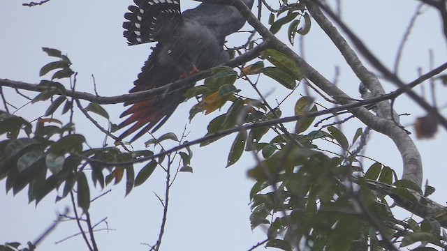 Plumbeous Kite - ML635611439