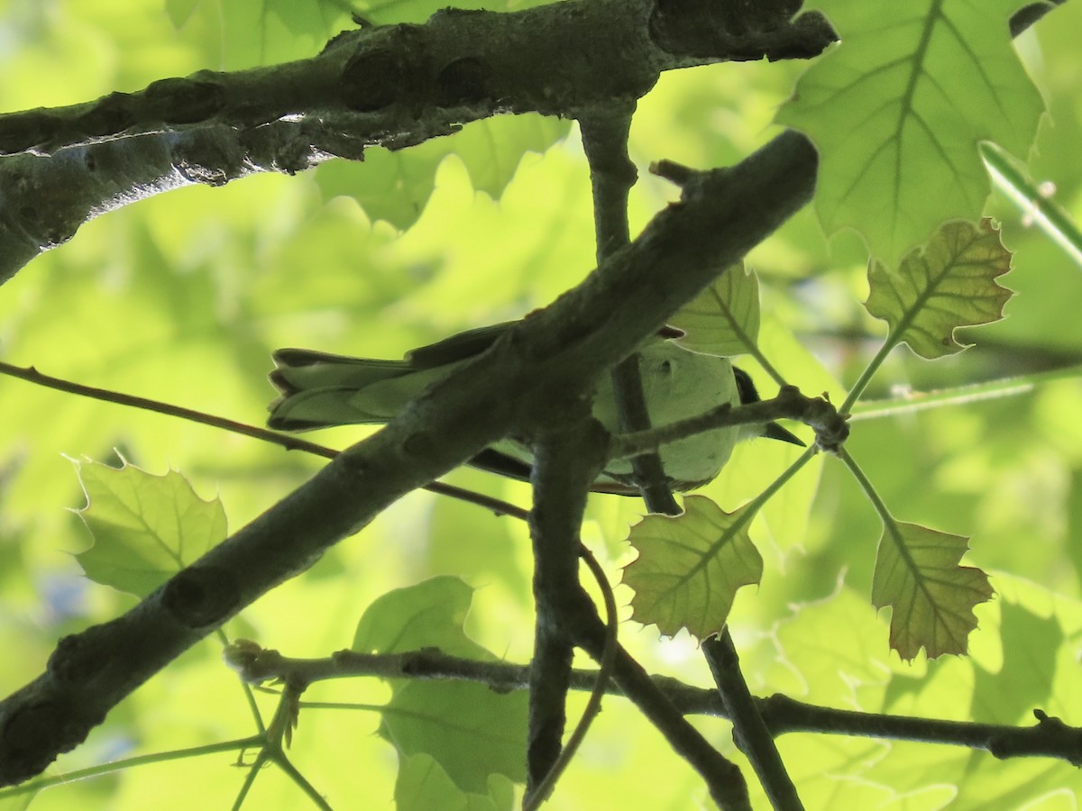 Chestnut-sided Warbler - ML635611441