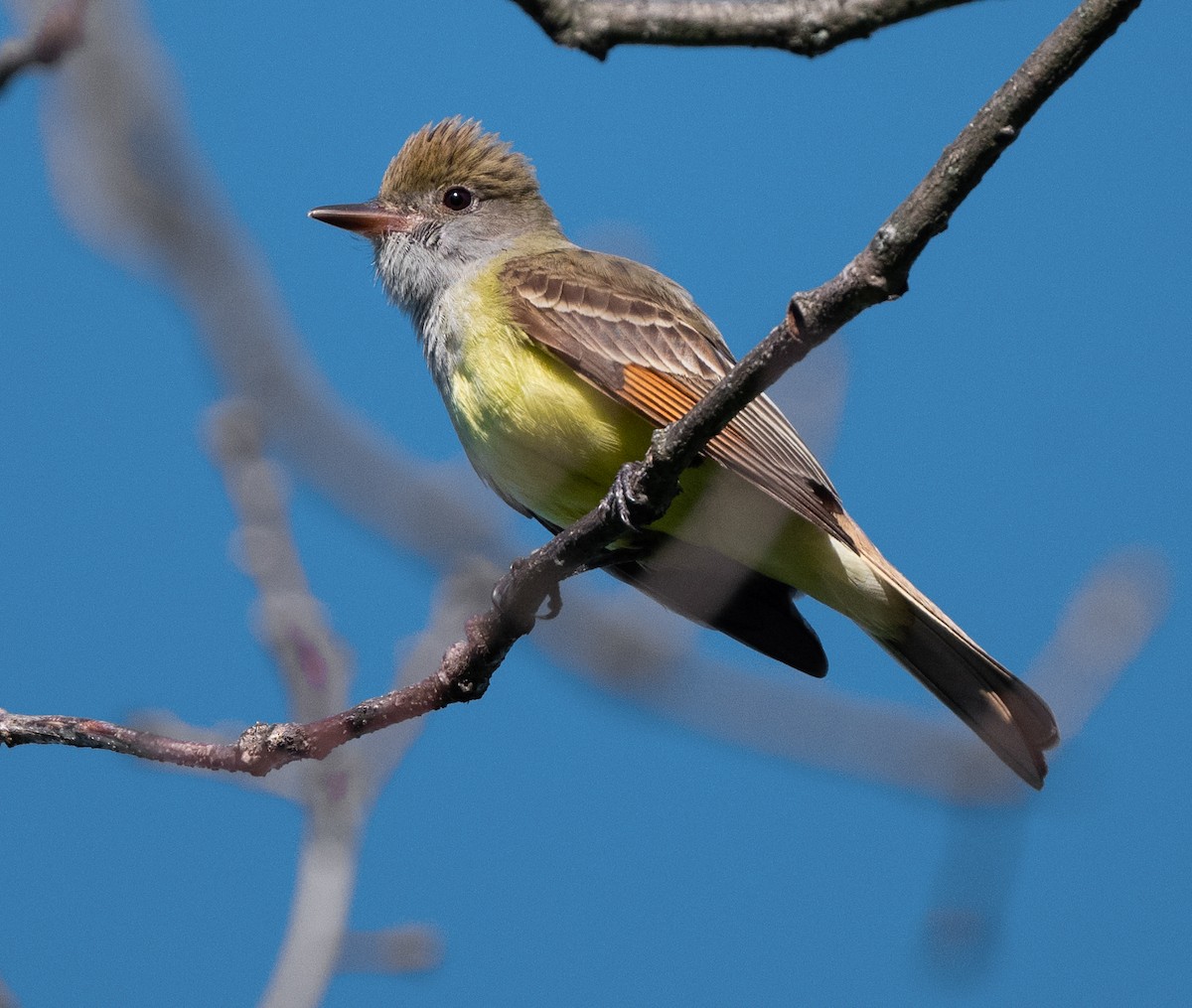 Great Crested Flycatcher - ML635611444