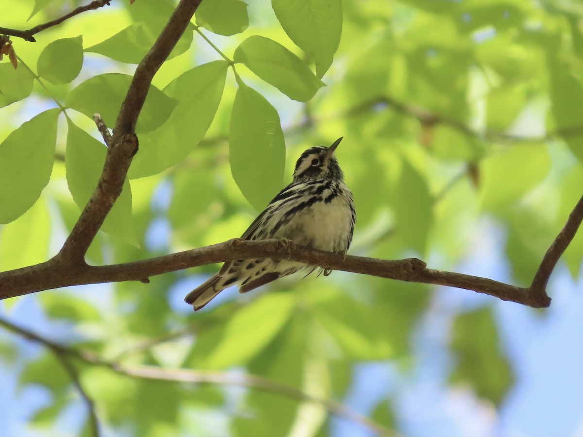 Black-and-white Warbler - ML635611458