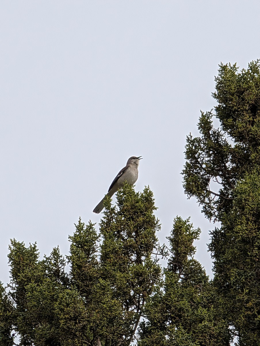Northern Mockingbird - ML635611514