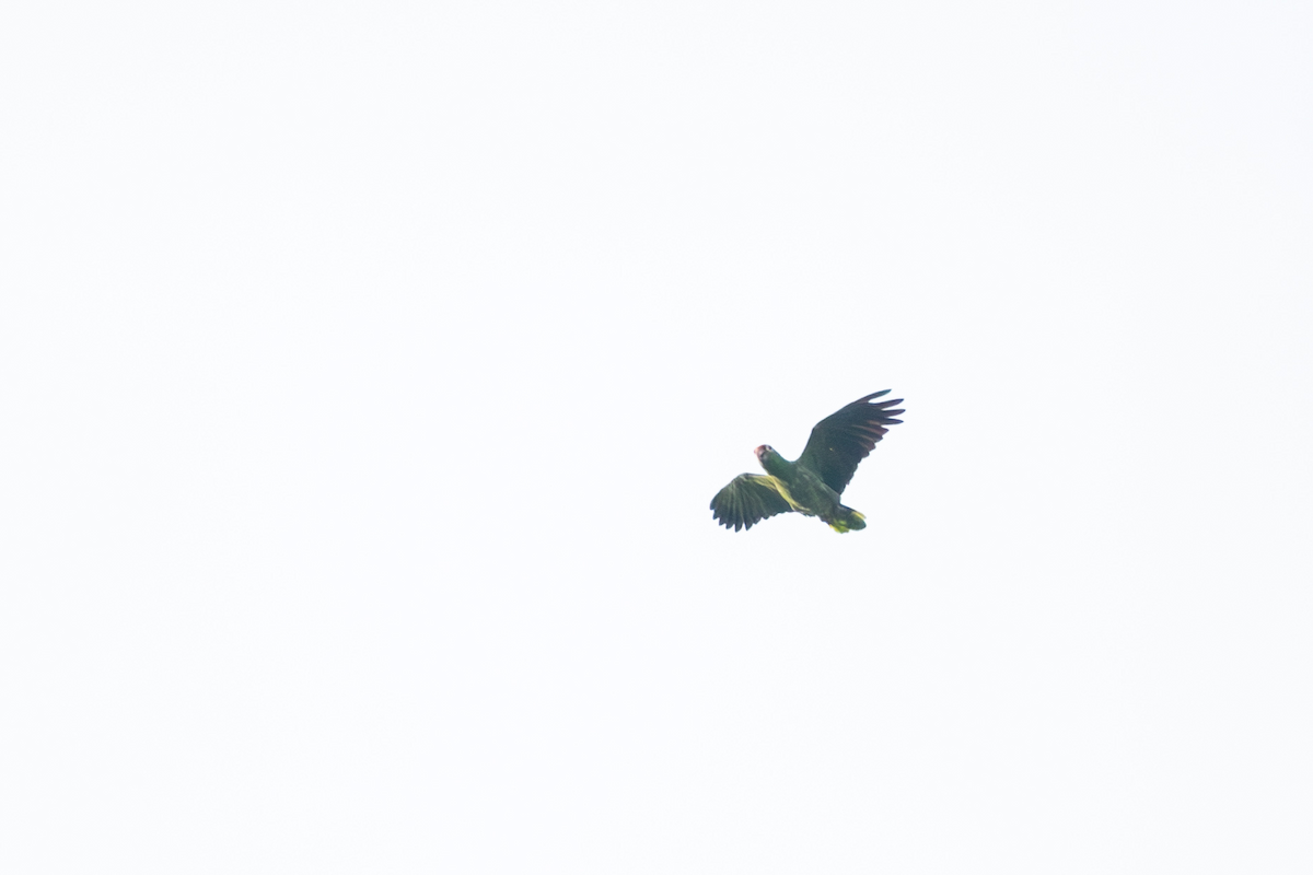 Red-lored Amazon - ML635611544