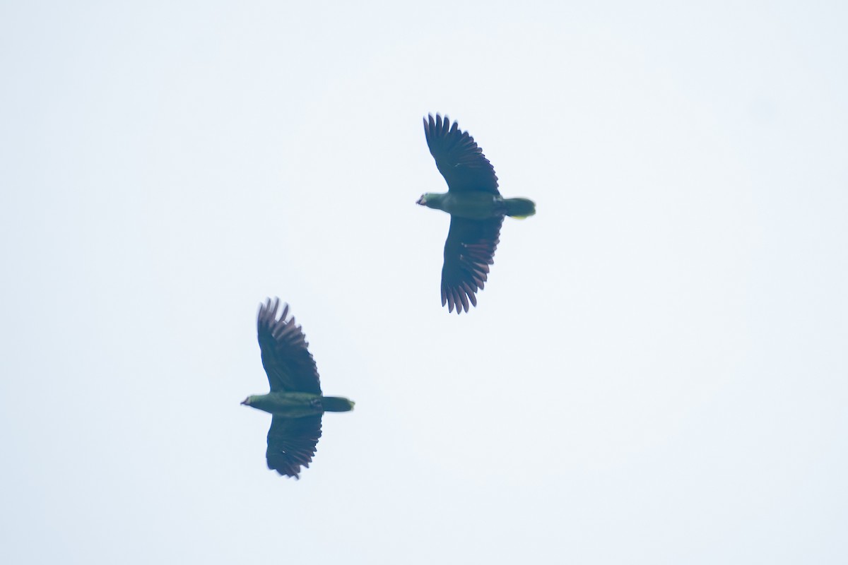Red-lored Amazon - ML635611545