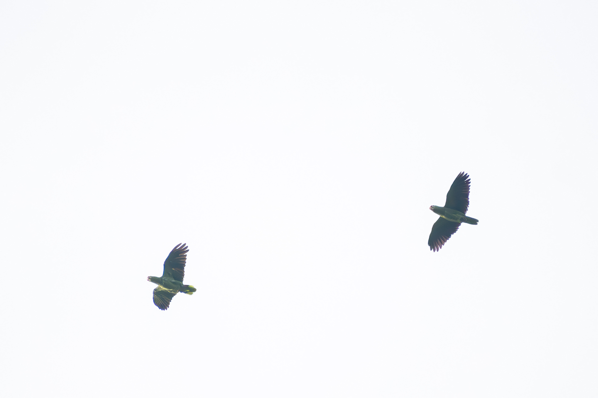 Red-lored Amazon - ML635611546
