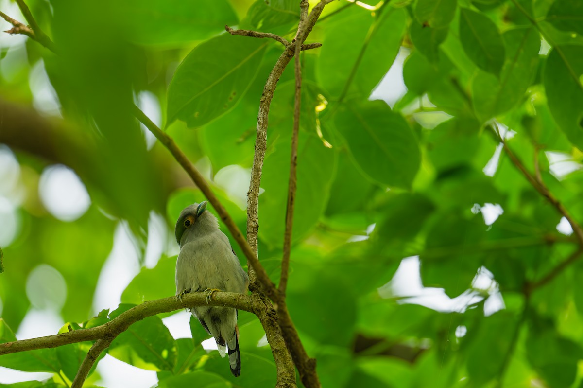 Gray-lored Broadbill - ML635611550