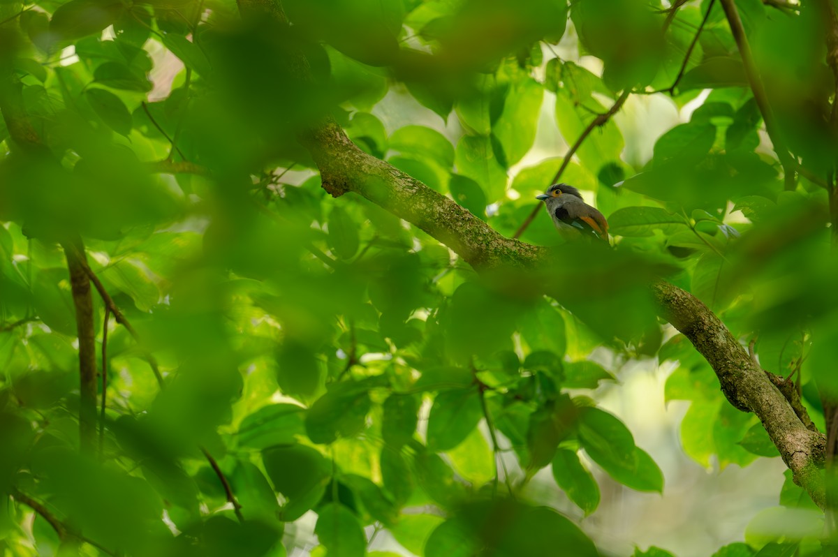 Gray-lored Broadbill - ML635611551