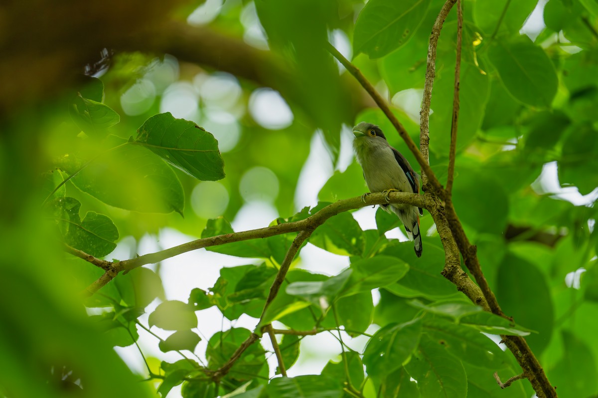 Gray-lored Broadbill - ML635611552