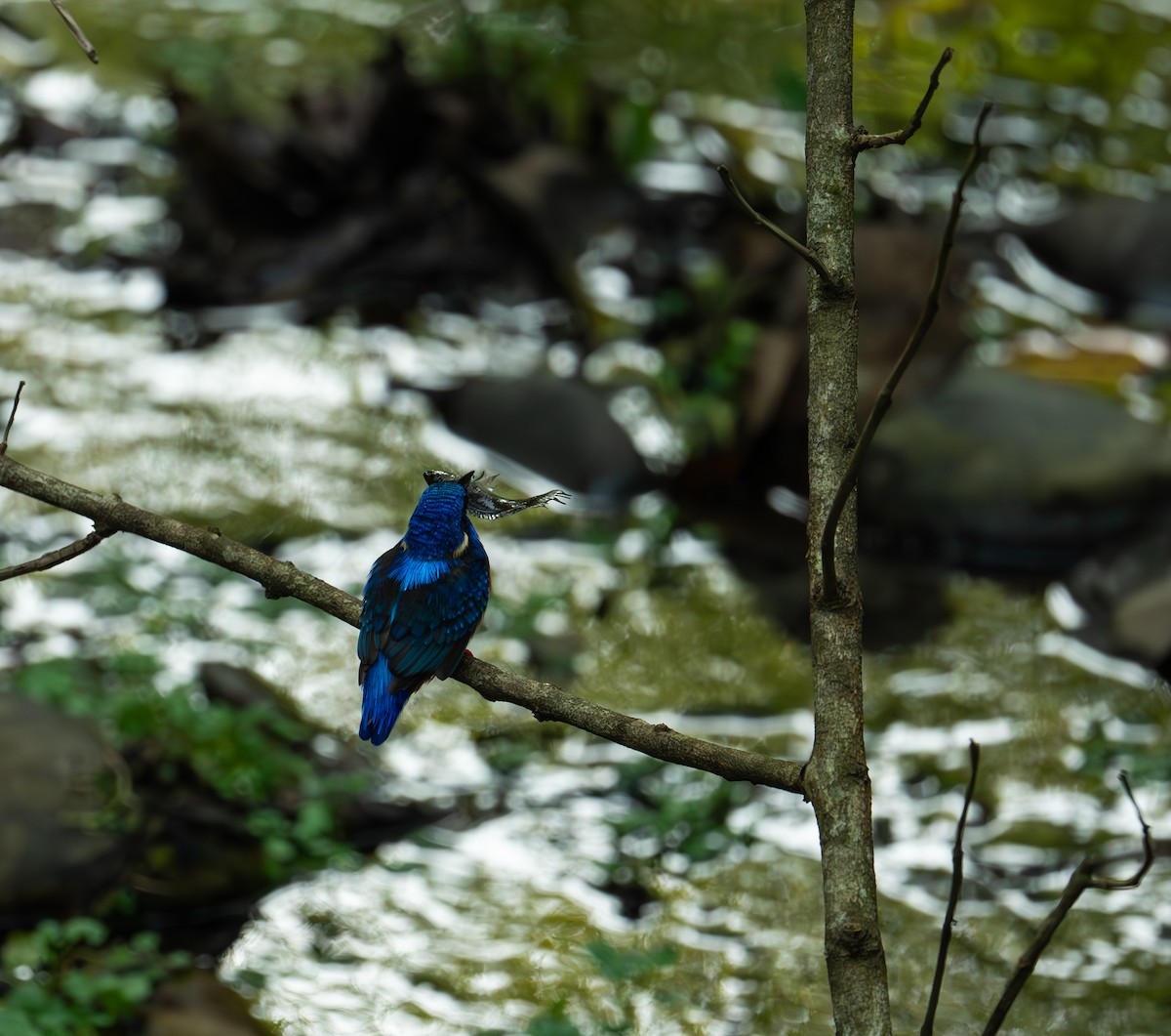 Blue-eared Kingfisher - ML635611571