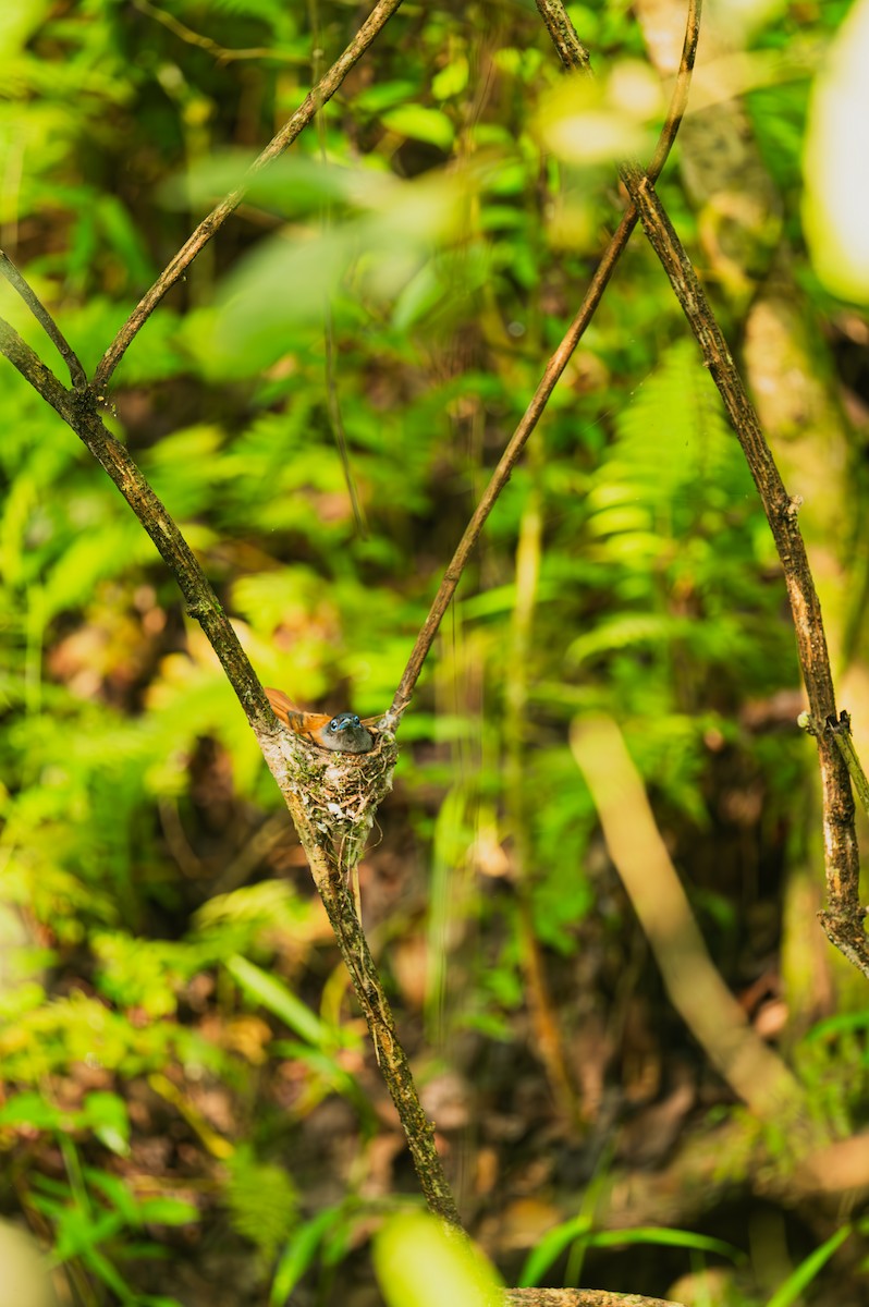 Blyth's Paradise-Flycatcher - ML635611614