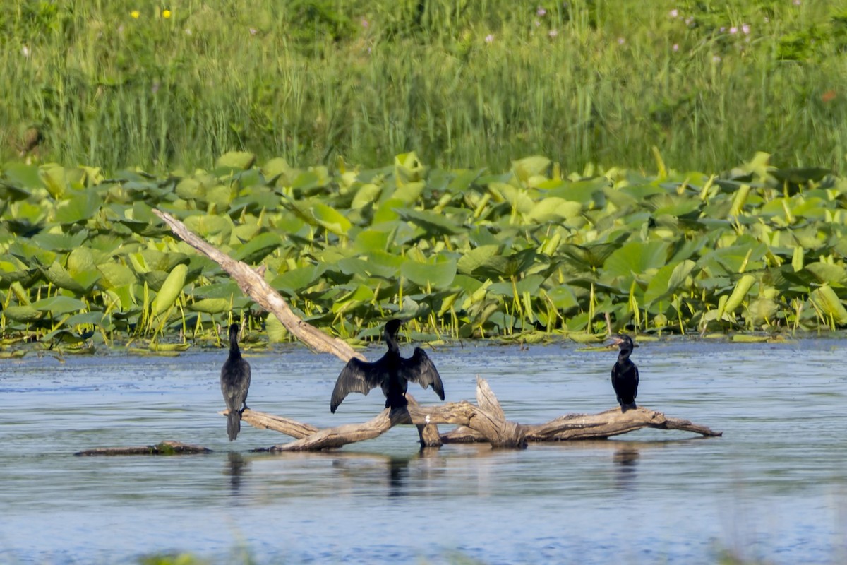 Neotropic Cormorant - ML635611617
