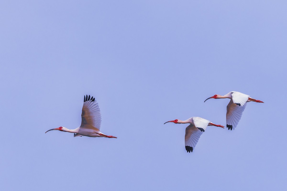 White Ibis - ML635611625
