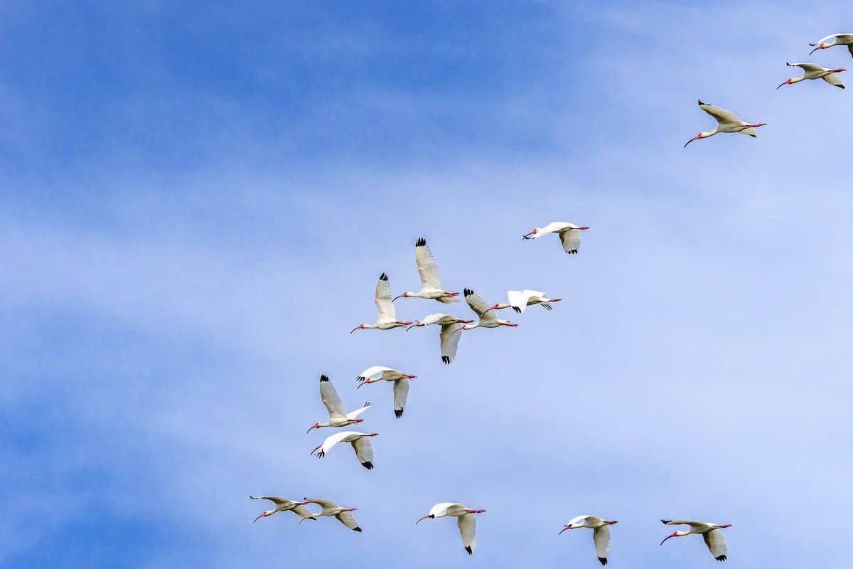 White Ibis - ML635611626