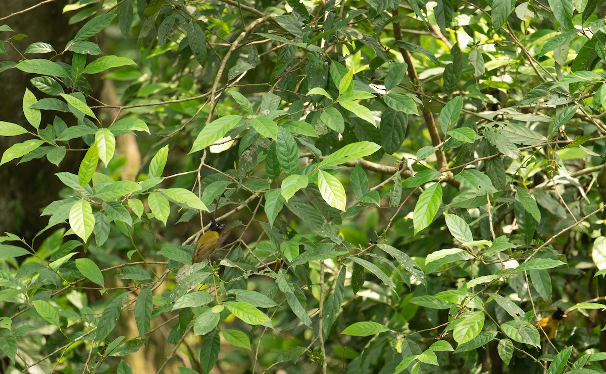 Black-crested Bulbul - ML635611632