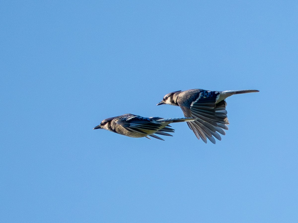 Blue Jay - ML635611682