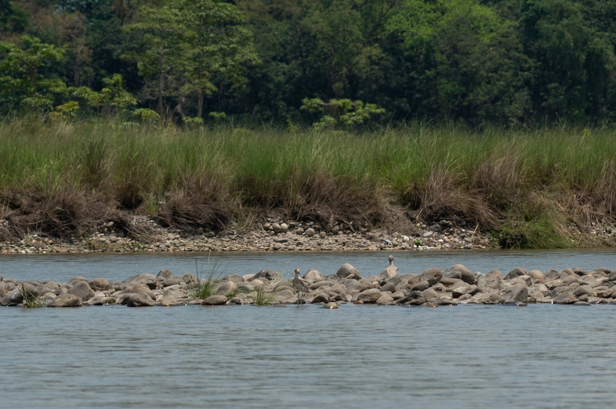Great Thick-knee - ML635611687