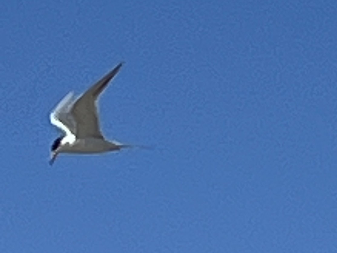 Forster's Tern - ML635611722