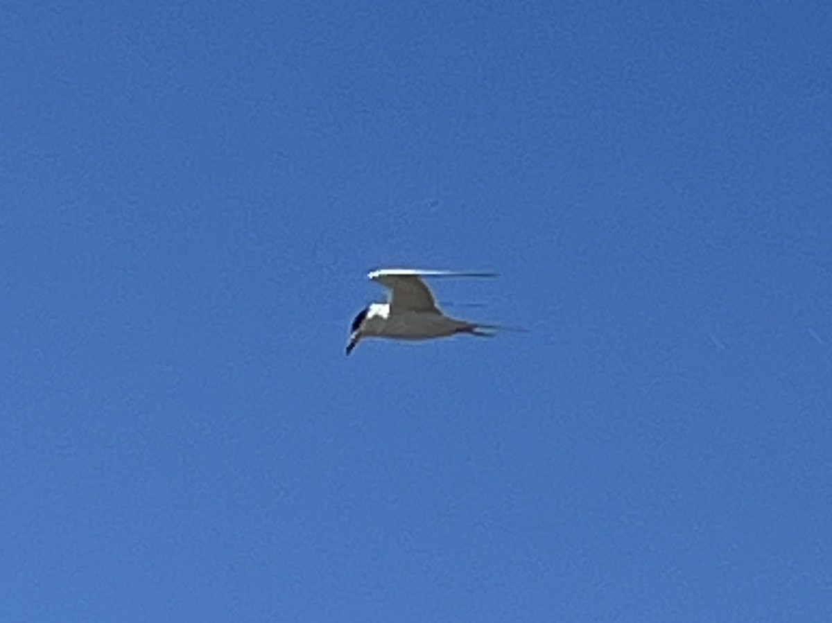 Forster's Tern - ML635611723