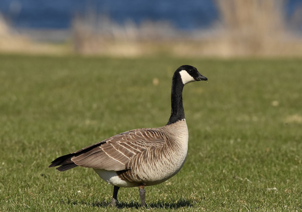 Cackling Goose - ML635611816