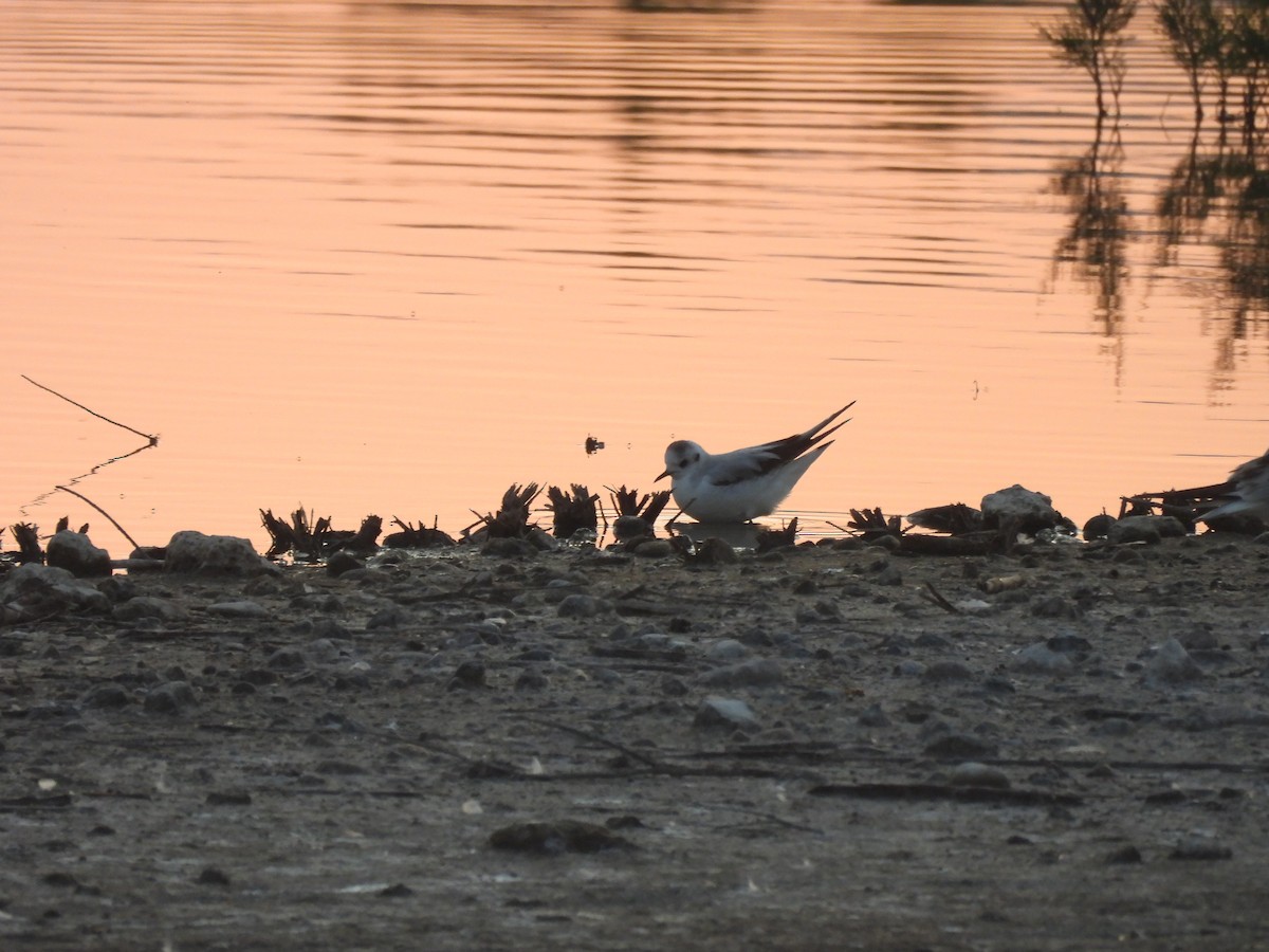Little Gull - ML635611832