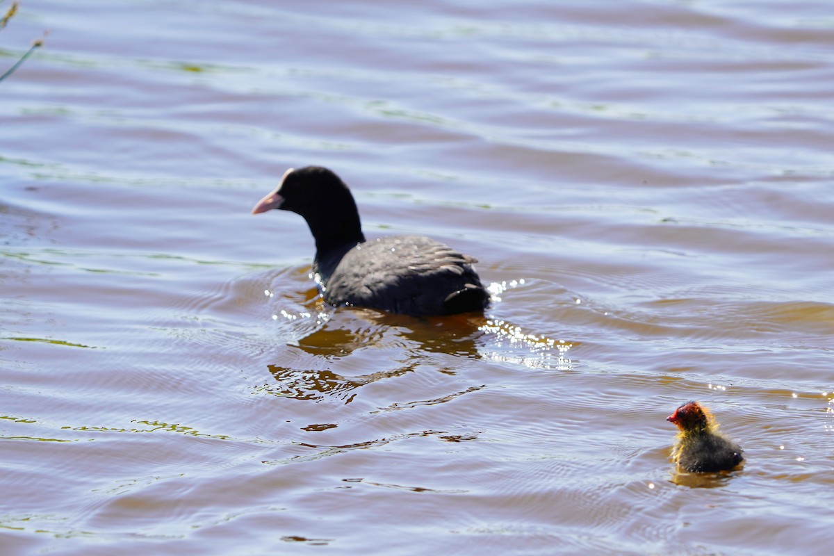 Eurasian Coot - ML635611833