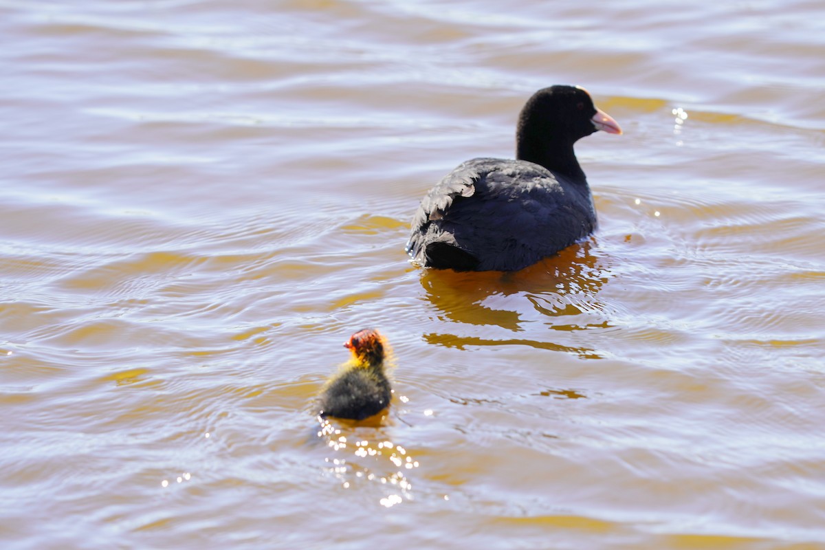 Eurasian Coot - ML635611834