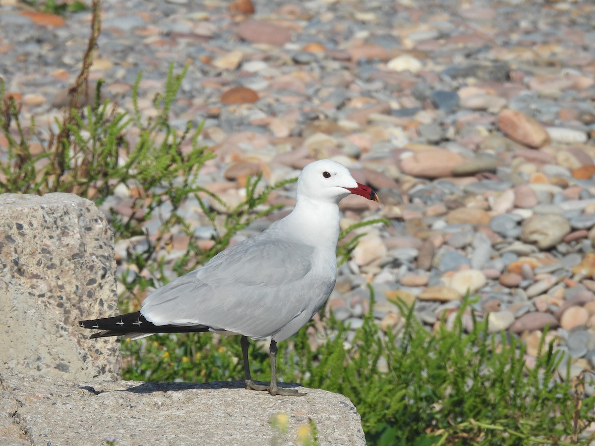 Audouin's Gull - ML635611844