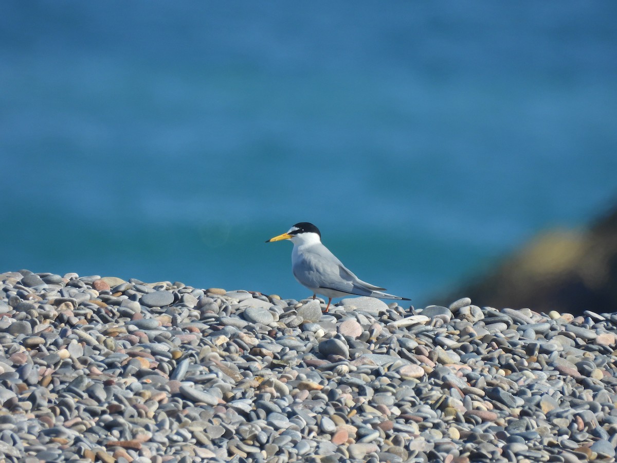 Little Tern - ML635611858