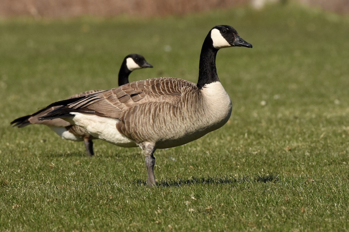 Cackling Goose - ML635611864