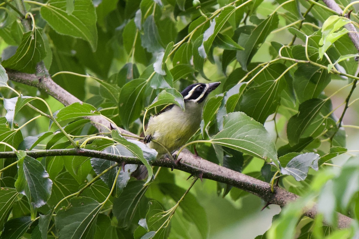 キゴシヒメゴシキドリ（bilineatus グループ） - ML635611868